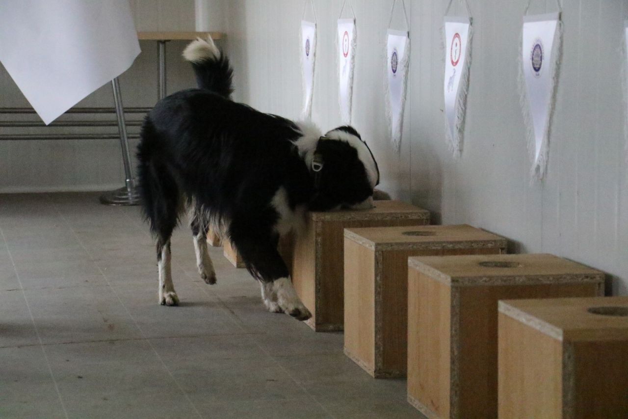 Türkiye'de ilk! Koronayı teşhis ediyor 6