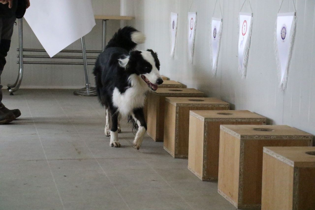 Türkiye'de ilk! Koronayı teşhis ediyor 8