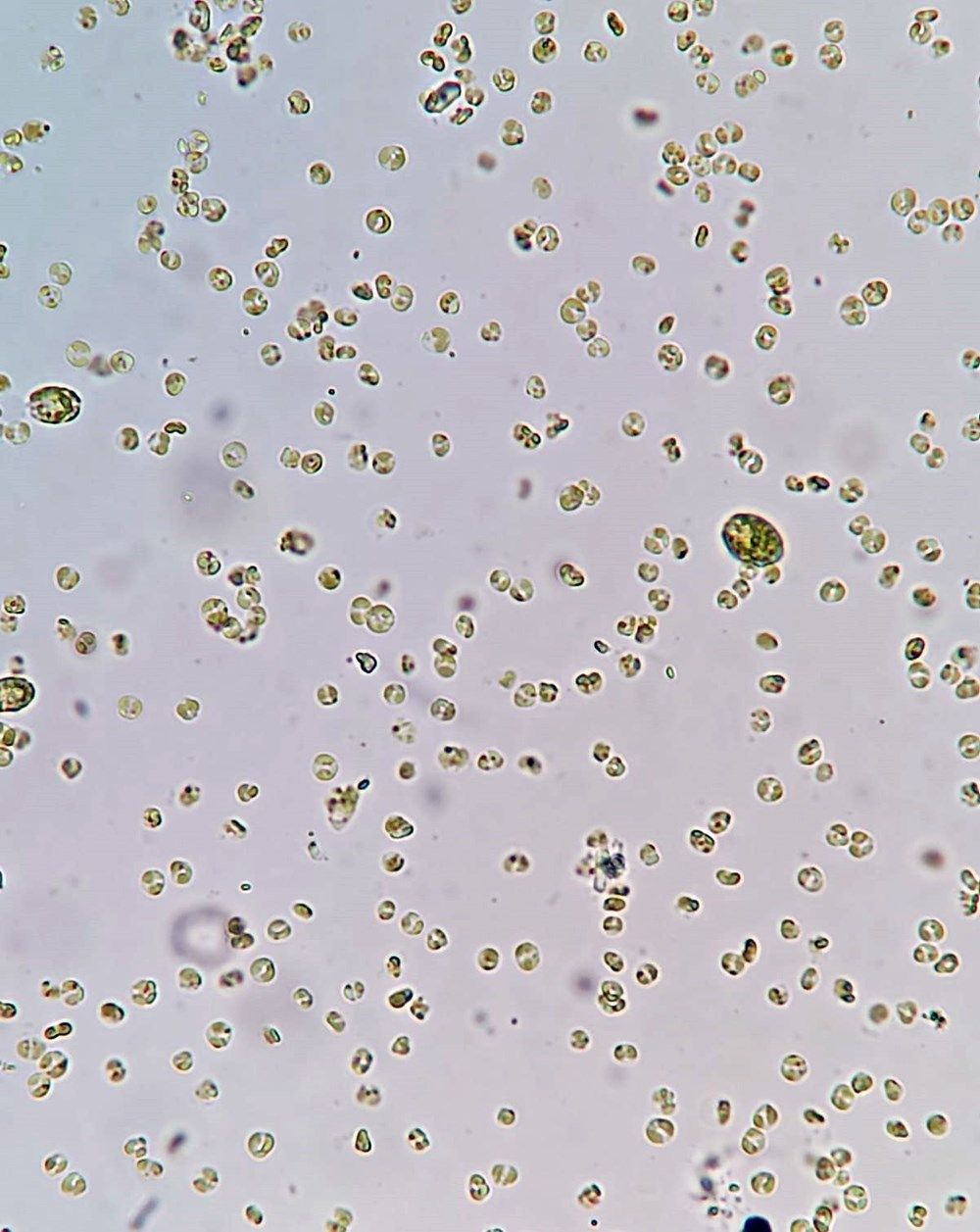 Burdur Gölü'nde korkutan görüntü 5