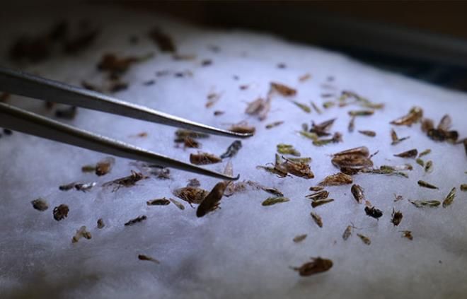 Çin'den sonra dünyada ilk kez Türkiye'de görüldü 9