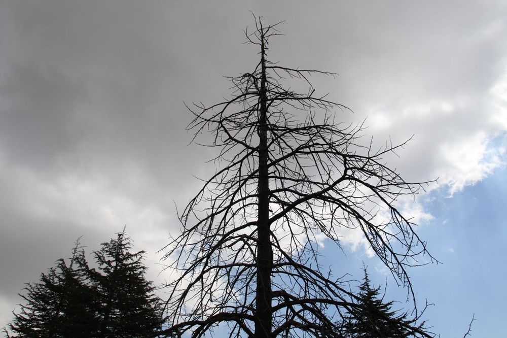 İstilacı böcek Türkiye'ye giriş yaptı! 4