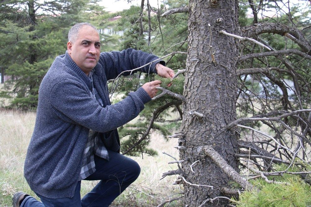 İstilacı böcek Türkiye'ye giriş yaptı! 1