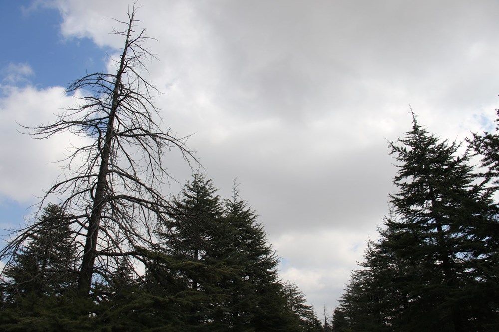 İstilacı böcek Türkiye'ye giriş yaptı! 3