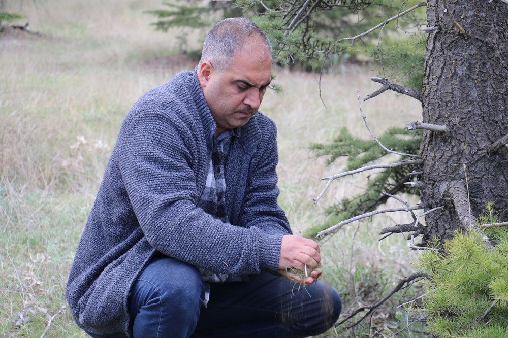 İstilacı böcek Türkiye'ye giriş yaptı! 5