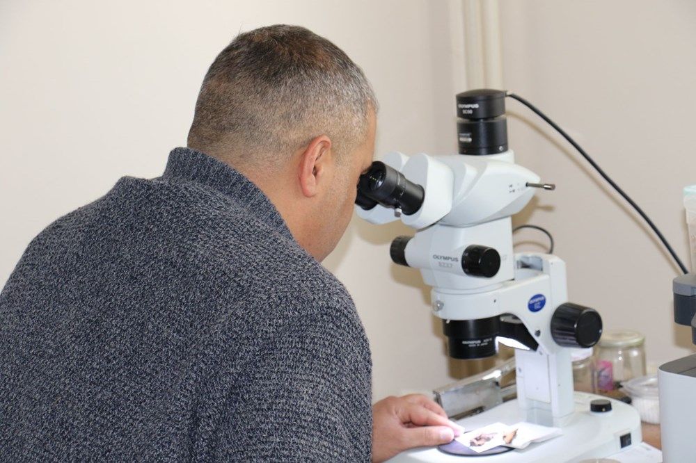 İstilacı böcek Türkiye'ye giriş yaptı! 6