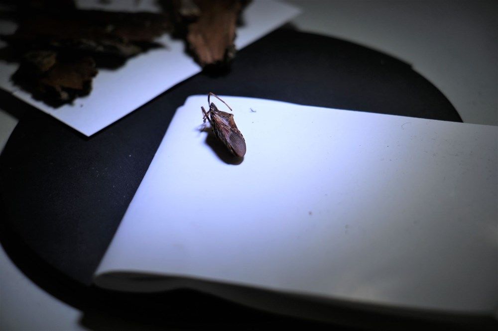 İstilacı böcek Türkiye'ye giriş yaptı! 7