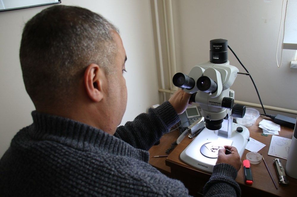 İstilacı böcek Türkiye'ye giriş yaptı! 8