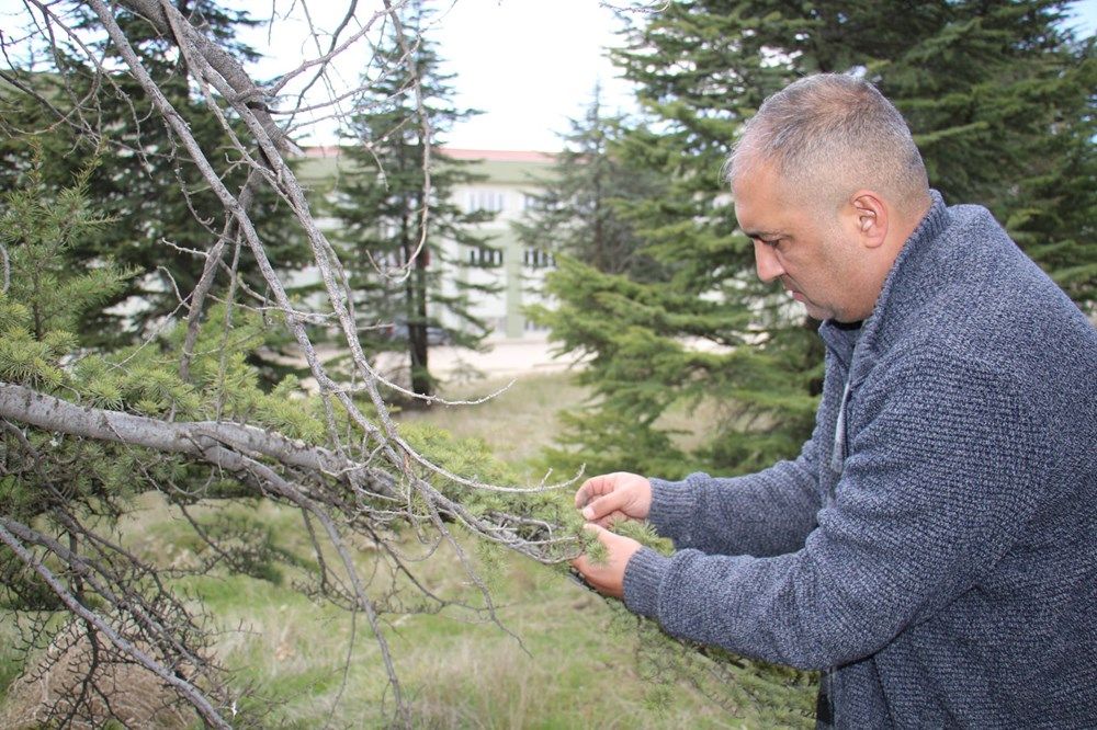 İstilacı böcek Türkiye'ye giriş yaptı! 9