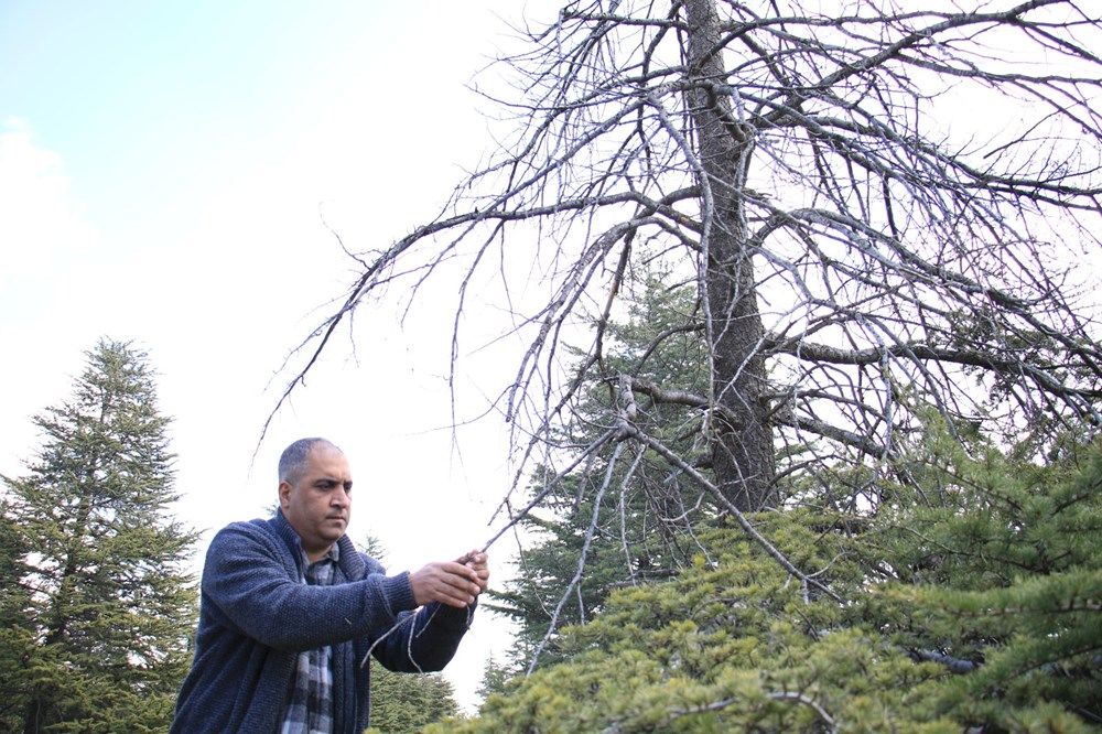 İstilacı böcek Türkiye'ye giriş yaptı! 10