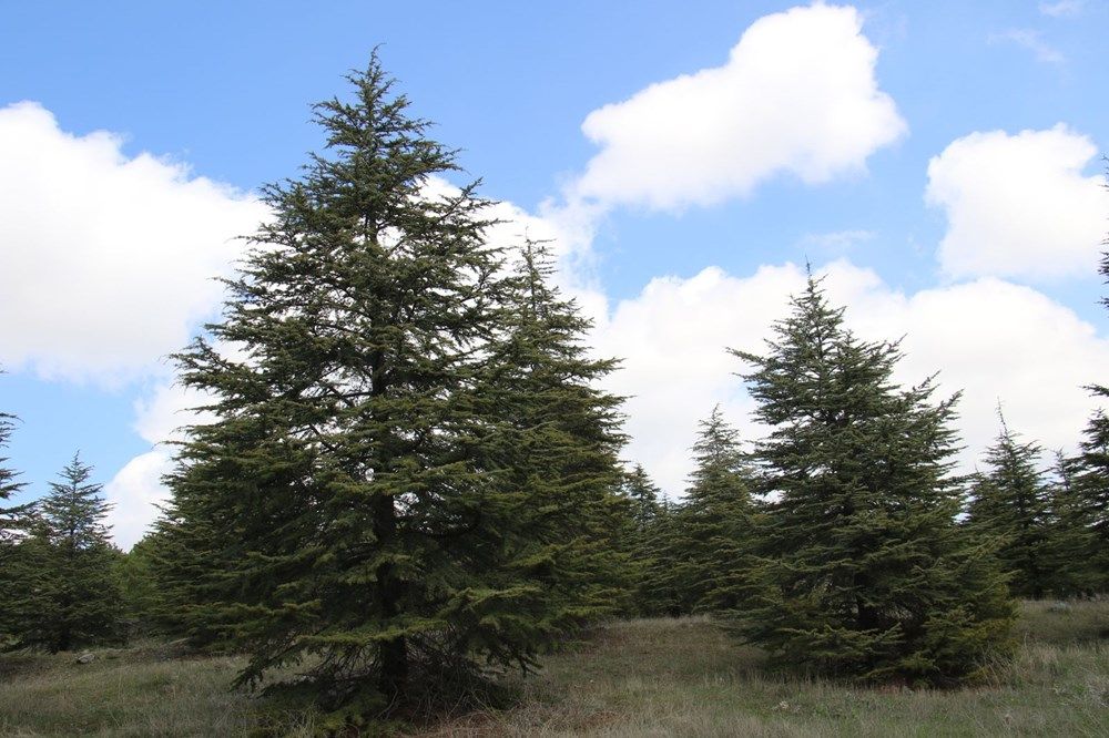 İstilacı böcek Türkiye'ye giriş yaptı! 11