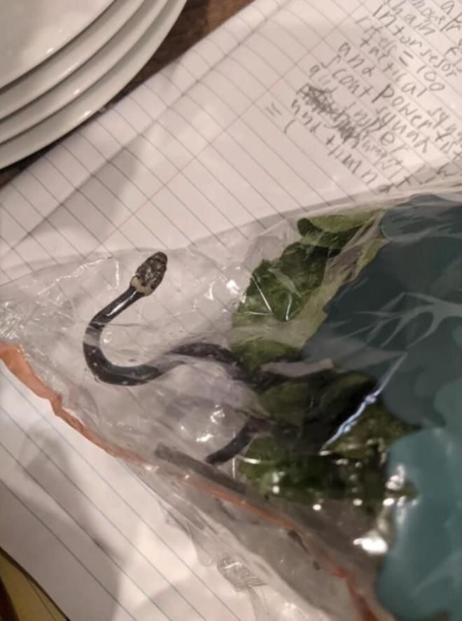 Evinin çatısında karşılaştığı manzara uykularını kaçırdı! 9