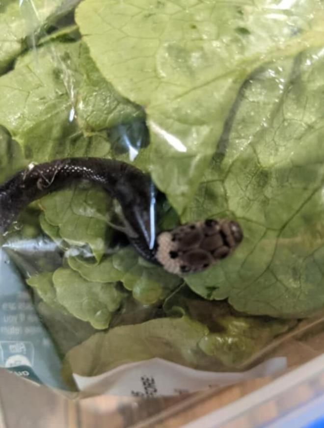 Evinin çatısında karşılaştığı manzara uykularını kaçırdı! 10