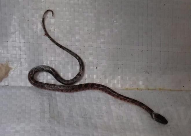 Evinin çatısında karşılaştığı manzara uykularını kaçırdı! 12