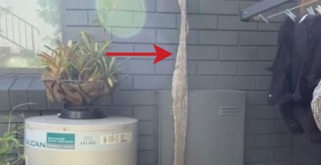 Evinin çatısında karşılaştığı manzara uykularını kaçırdı! 1