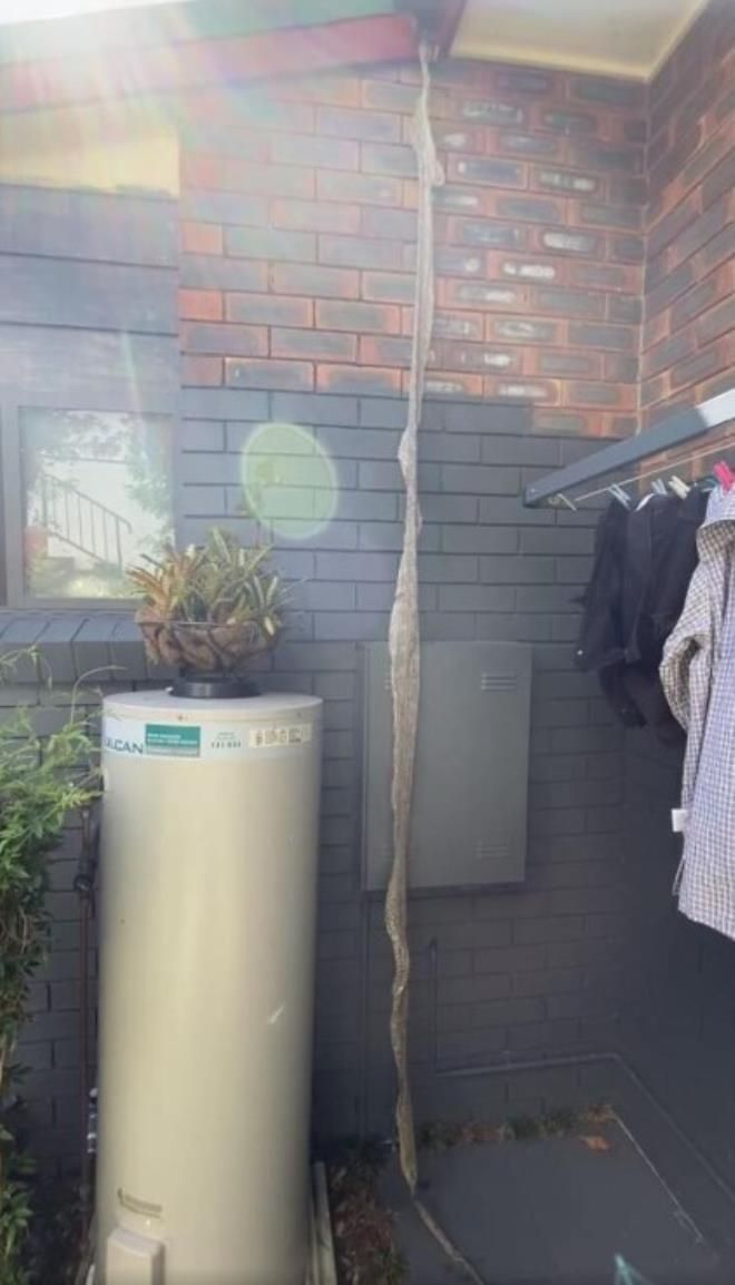 Evinin çatısında karşılaştığı manzara uykularını kaçırdı! 2