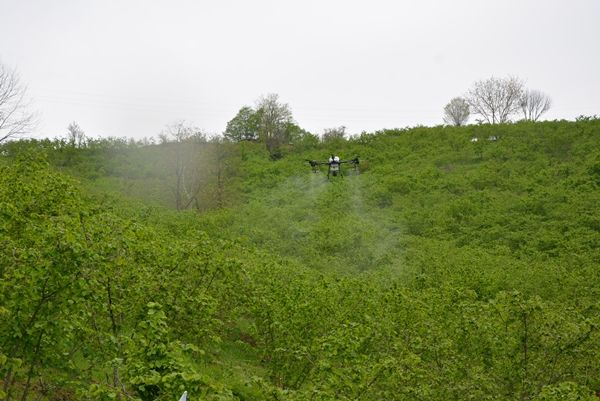 Fındık bahçeleri ZİHA ile ilaçlanmaya başlandı 4