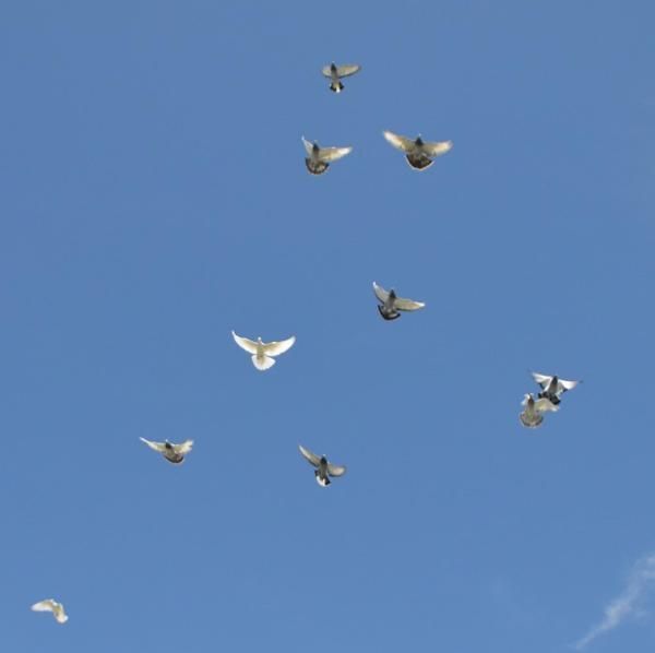 Yok böyle bir tutku! 350 bin TL harcadı 4