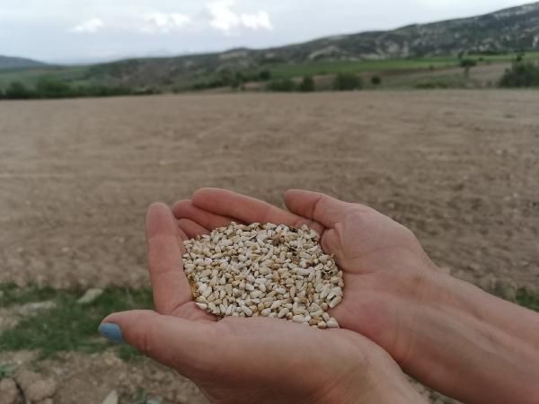 Paris'te okudu! Köyünde 4 ayda servet kazanacak 6