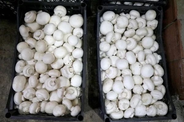 25 taneyle başladı! Şimdi paraya para demiyor 1