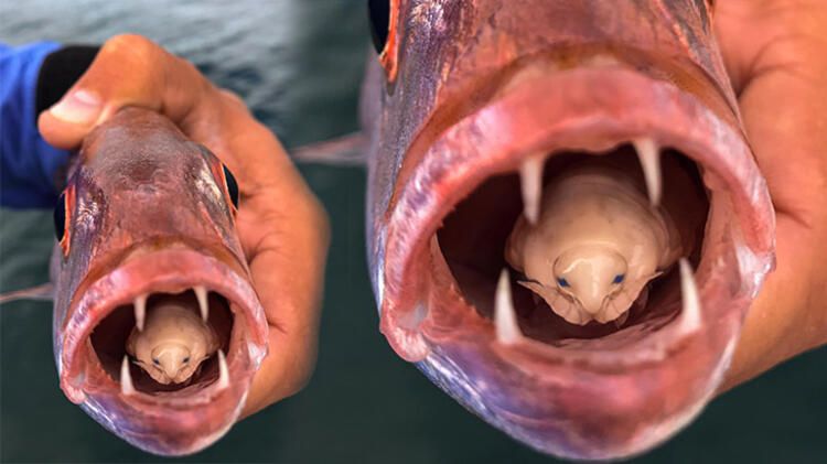 Böylesi hiç görülmemişti! Demirden dişleri var 38