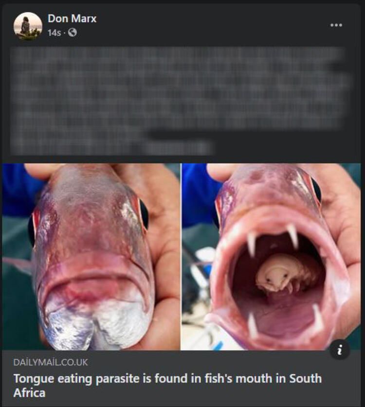 Böylesi hiç görülmemişti! Demirden dişleri var 43