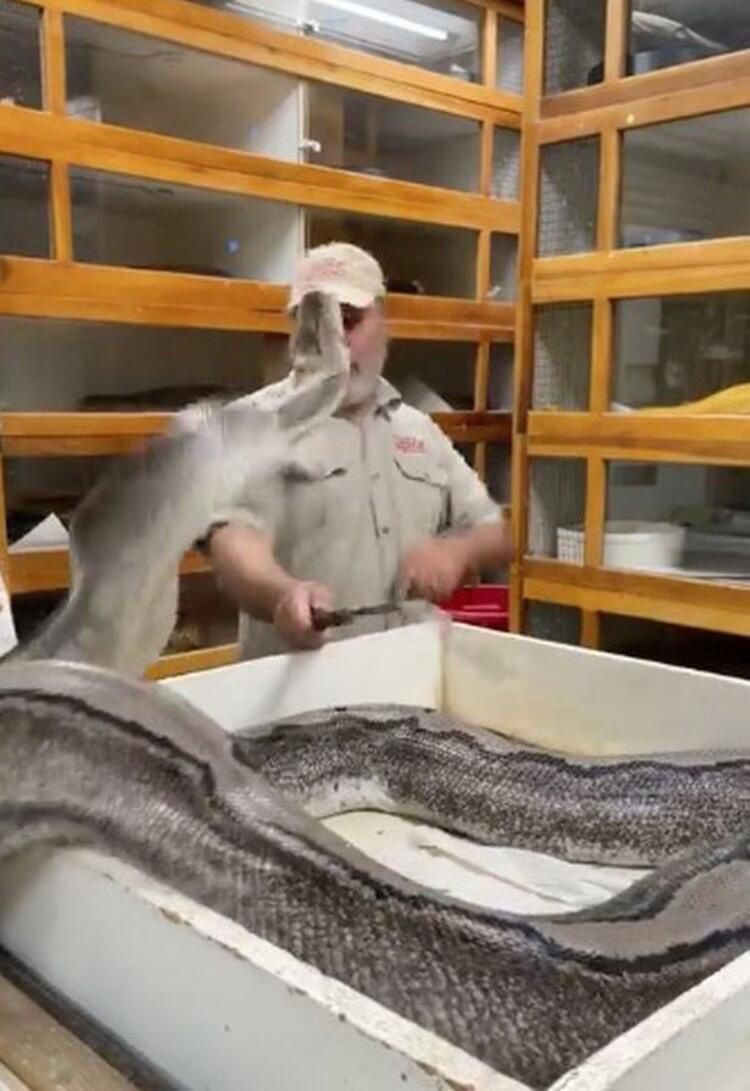 Böylesi hiç görülmemişti! Demirden dişleri var 35