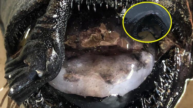 Böylesi hiç görülmemişti! Demirden dişleri var 16