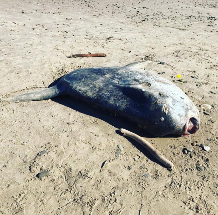 Böylesi hiç görülmemişti! Demirden dişleri var 25