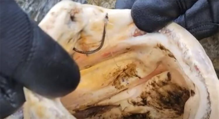 Böylesi hiç görülmemişti! Demirden dişleri var 22