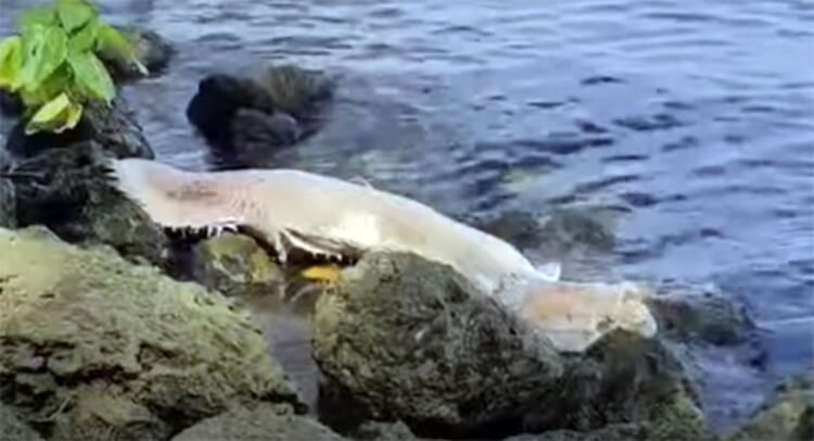 Böylesi hiç görülmemişti! Demirden dişleri var 20