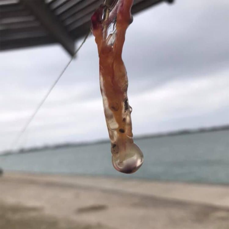 Böylesi hiç görülmemişti! Demirden dişleri var 27