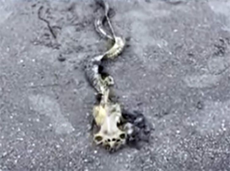 Böylesi hiç görülmemişti! Demirden dişleri var 21