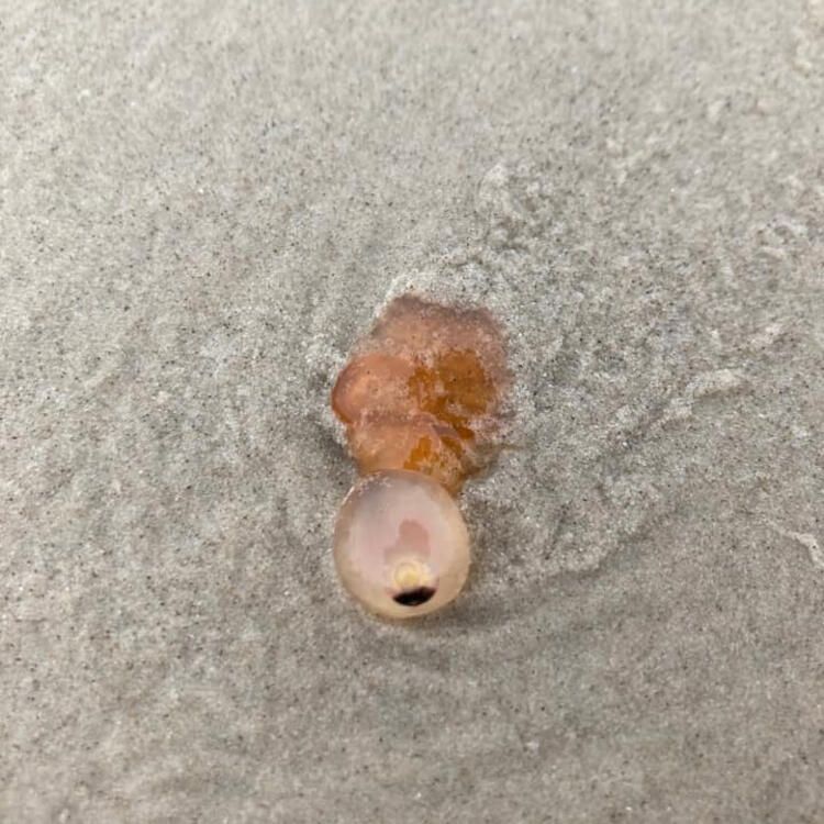 Böylesi hiç görülmemişti! Demirden dişleri var 28