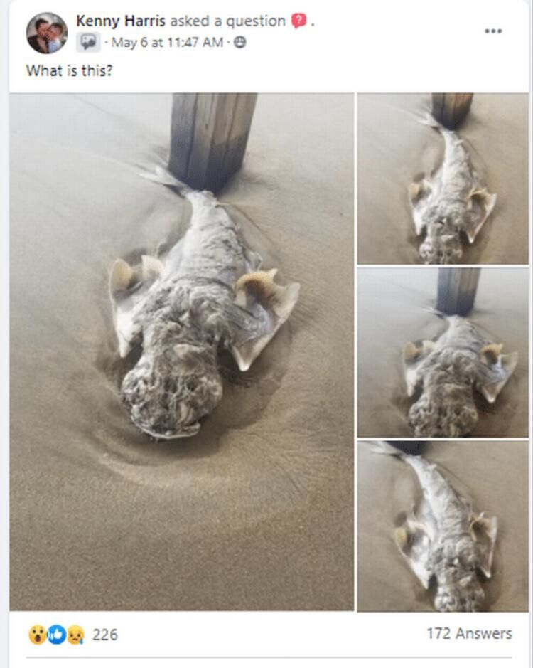 Böylesi hiç görülmemişti! Demirden dişleri var 11