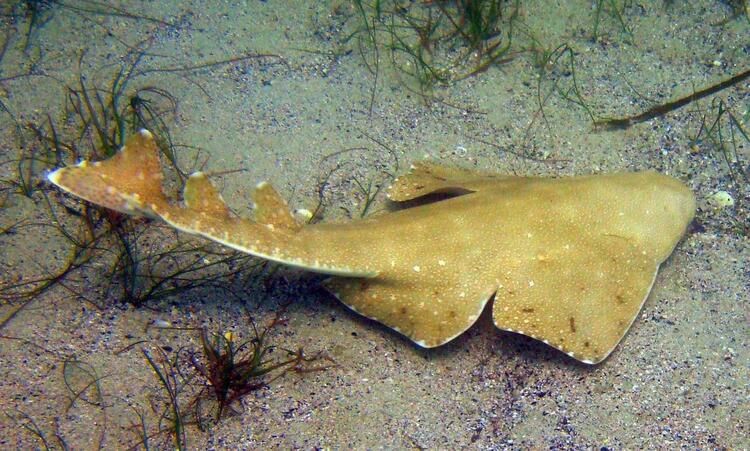 Böylesi hiç görülmemişti! Demirden dişleri var 15