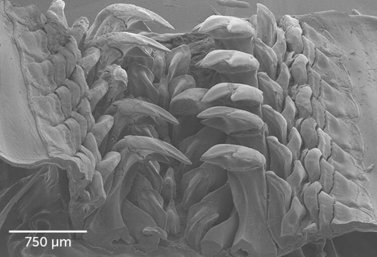 Böylesi hiç görülmemişti! Demirden dişleri var 5