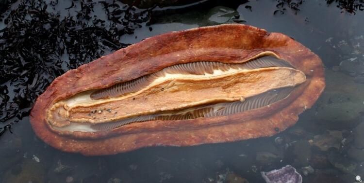 Böylesi hiç görülmemişti! Demirden dişleri var 7