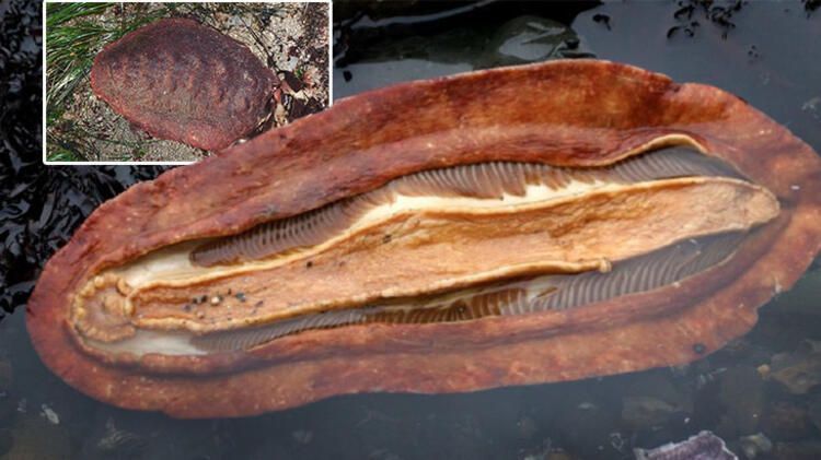 Böylesi hiç görülmemişti! Demirden dişleri var 1