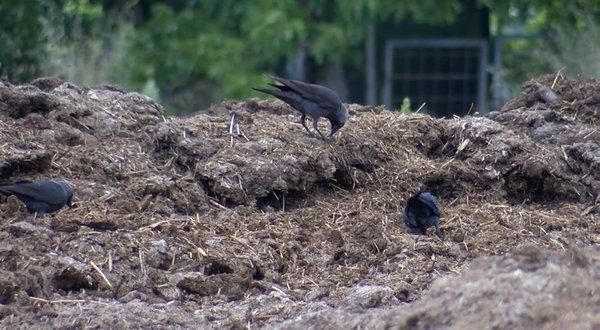 İstanbul'da yeni salgın! Uzmanlar uyardı 3