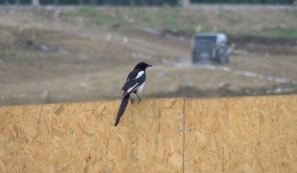 İstanbul'da yeni salgın! Uzmanlar uyardı 5