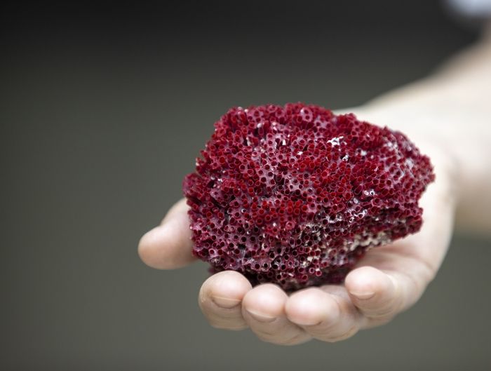 Suda kaynatıp içti, entübe edildi! Zehir saçıyor 1