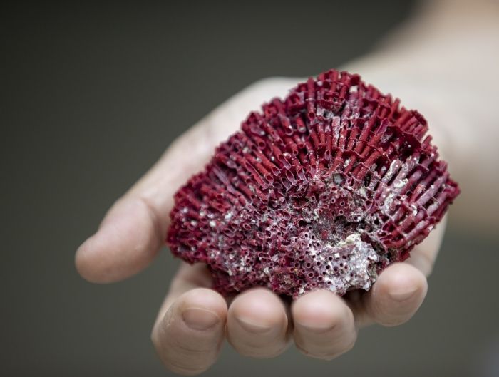 Suda kaynatıp içti, entübe edildi! Zehir saçıyor 2