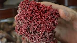 Suda kaynatıp içti, entübe edildi! Zehir saçıyor 8