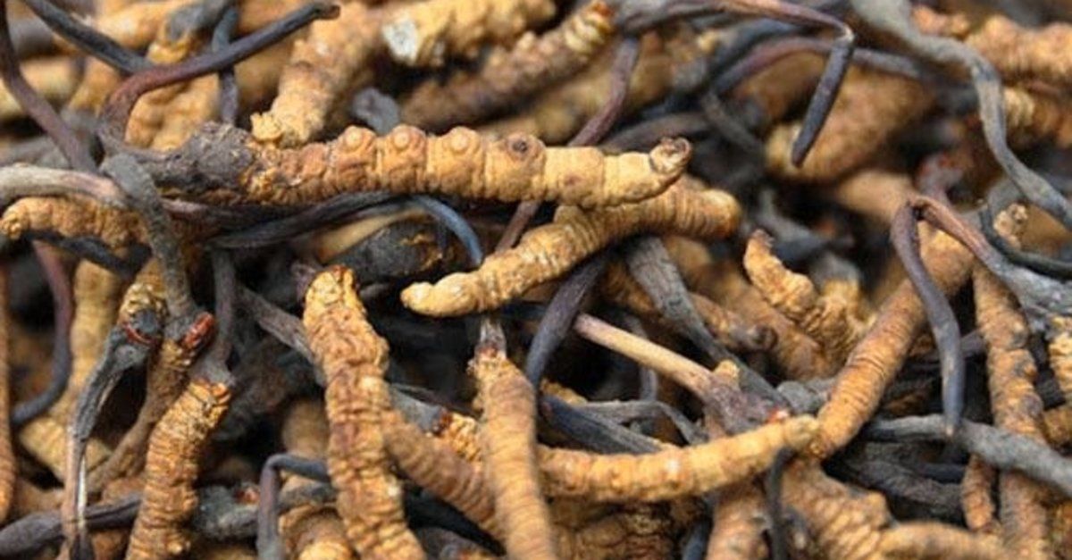 Dünyanın en değerlisi! Kilosu 140 bin dolar 3