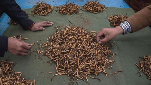 Dünyanın en değerlisi! Kilosu 140 bin dolar 1