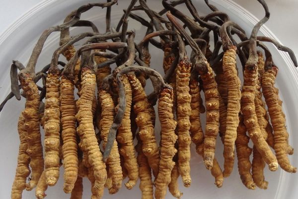 Dünyanın en değerlisi! Kilosu 140 bin dolar 5