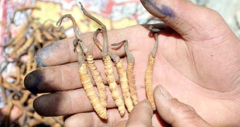 Dünyanın en değerlisi! Kilosu 140 bin dolar 8