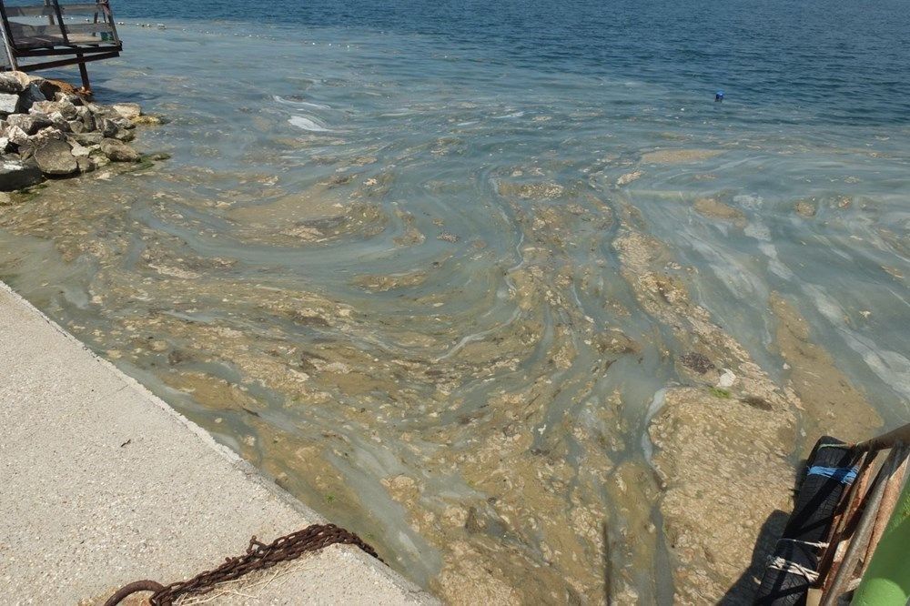Raporda ortaya çıktı! İşte deniz salyasının nedeni 1