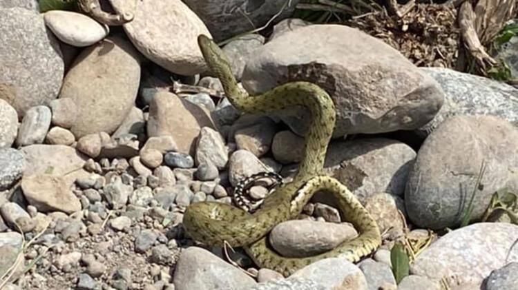 Eve girince gözlerine inanamadı 10