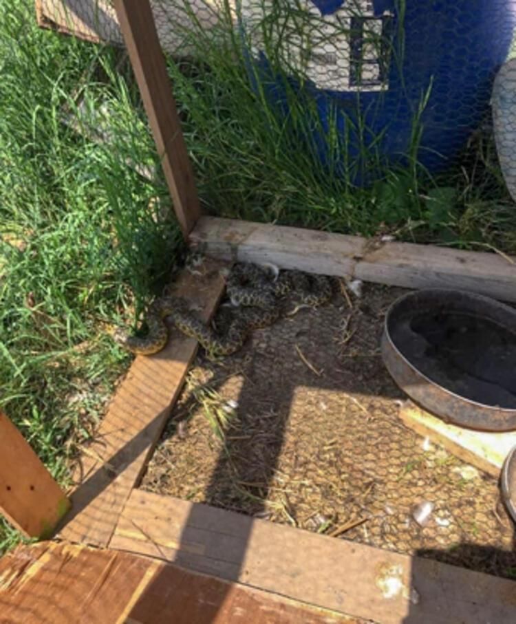 Eve girince gözlerine inanamadı 8